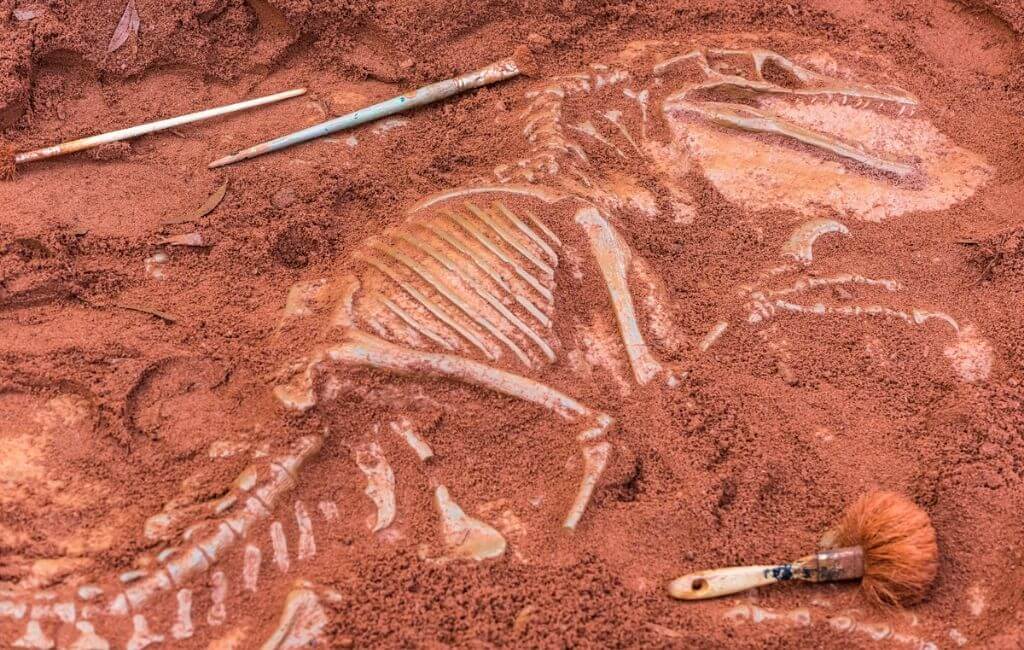 What fossilised dinosaur bones being discovered looks like