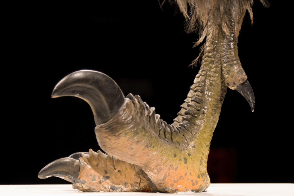 A velociraptor claw
