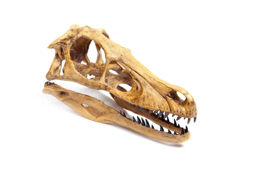 Velociraptor's skull