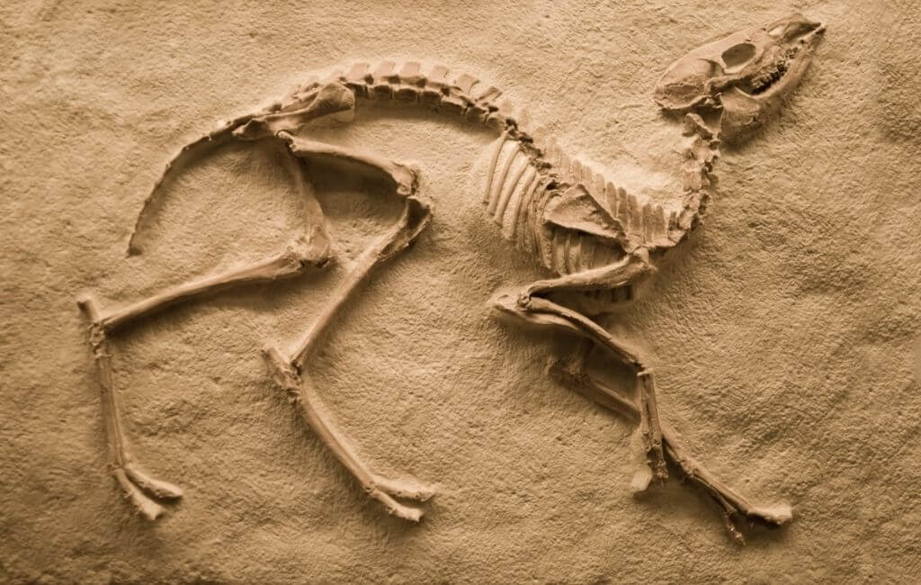 What fossilised bones look like