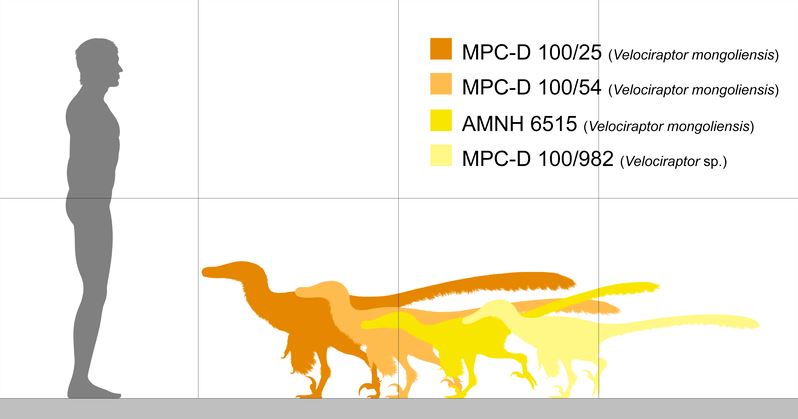 Size of velociraptor Wikipedia